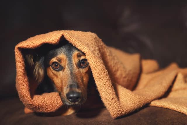 Dogs can get very stressed on bonfire night due to the loud noise from fireworks