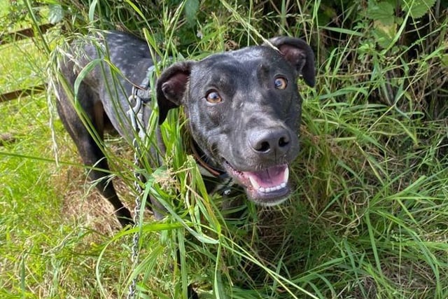 This stunning boy is Tommy and he is a one-year-old lurcher crossbreed. Tommy was taken into the RPSCA by an Inspector due to concerns for his welfare. He loves to chase a ball in the paddock but can be very nervous and seems to lack confidence in a lot of situations. He would benefit from an adult only home where his new owners would carry on his basic training and socialisation