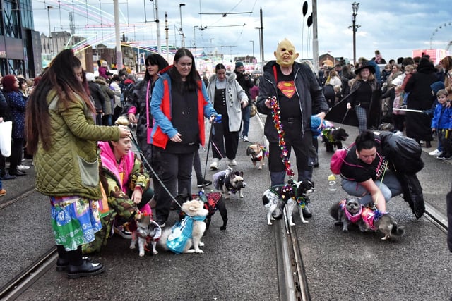 The very cute Lumidogs.