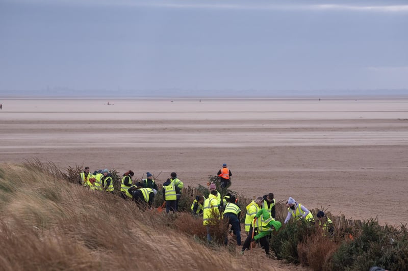 Volunteers take part in Lancashire Wildlife Trust's Christmas tree planting on St Annes beach.