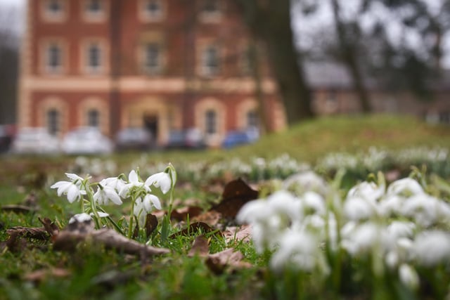 The snowdrops offer nature's first sign that spring is on the way at Lytham Hall.