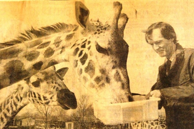 Also in 1993, the giraffes followed the white rhinos and left Blackpool Zoo to allow greater facilities for the elephants. It was decided to completely redevelop their once shared enclosure, solely for the elephants. This photo shows a vet treating one of the giraffes for a sore throat. The giraffes did return eventually...