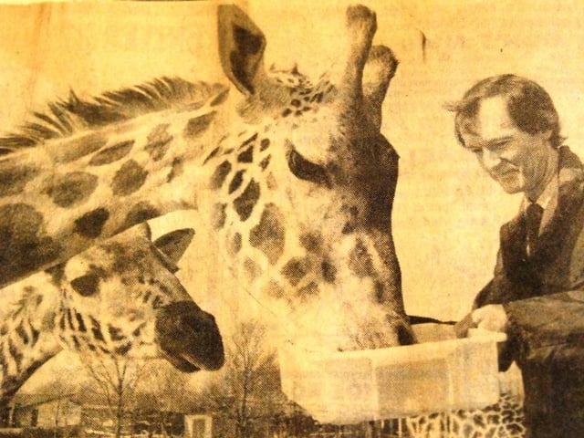 Also in 1993, the giraffes followed the white rhinos and left Blackpool Zoo to allow greater facilities for the elephants. It was decided to completely redevelop their once shared enclosure, solely for the elephants. This photo shows a vet treating one of the giraffes for a sore throat. The giraffes did return eventually...