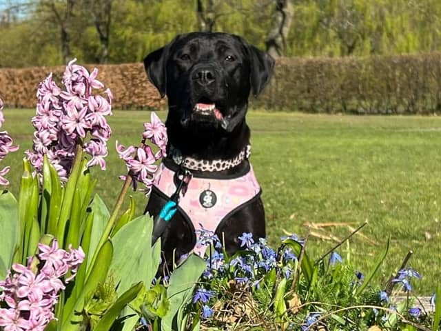 Luna is young energetic two-year-old black Labrador Cane Corso cross who is described as 'very friendly and affectionate'. She can live with children over 12 and no other pets.