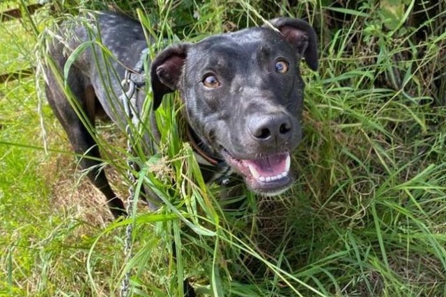 This stunning boy is Tommy. Tommy was taken to the centre by an inspector due to concerns for his welfare and is now looking for his forever home. He is a very handsome boy who loves to chase a ball in the paddock, but can be very nervous and seems to lack confidence in a lot of situations.