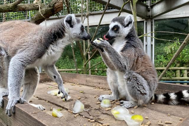 The ring-tailed lemurs share a treat
