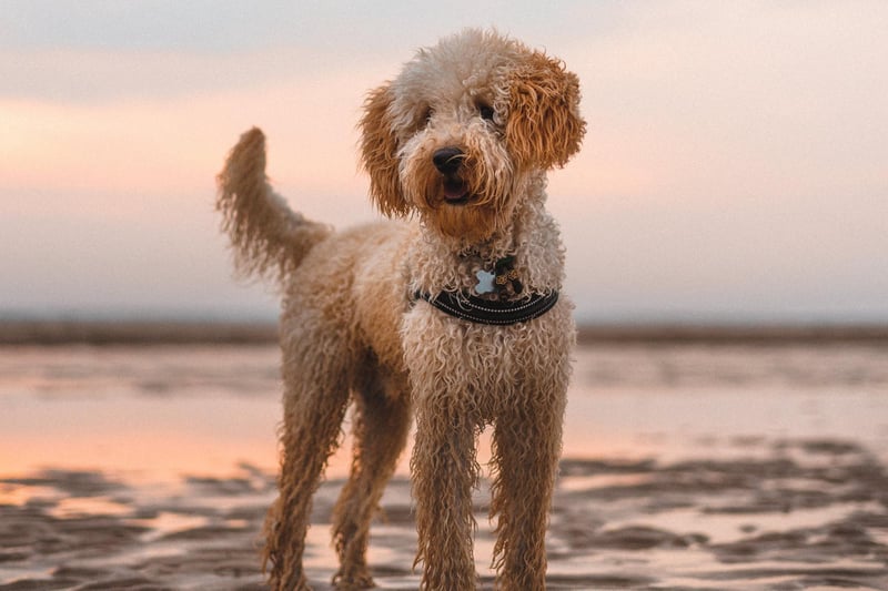 The Labradoodle is a friendly, intelligent, and hypoallergenic designer breed that is a cross between a Labrador Retriever and a Poodle. They are notorious for being high maintenance dogs. Their energy levels need to be cared for with proper exercise and they have coats that need good and regular grooming