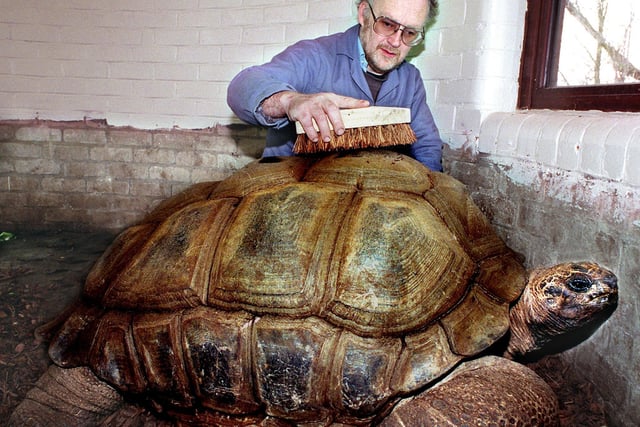 Keeper Jon Chaston keeping Darwin the giant tortoise's shell in tip-top condition, 1998. Darwin died just recently, in April this year, at the grand age of 105