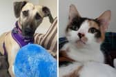 Marie and Tiffin are just some of the animals currently at the RSPCA Preston in need of a loving home.