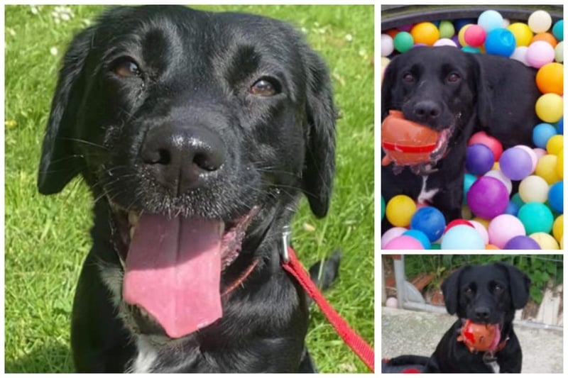 Lucy is a spaniel and labrador cross and new to Homeless Hounds. She’s an active girl on her walks and very playful in the play area. Lucy will need a home that can meet her energetic needs with exciting walks and games to keep her brain busy too! She is five