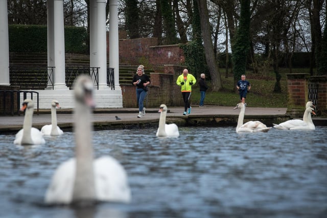 Stanley Park's swans look on as participants follow Blackpool Parkrun's 5k course.