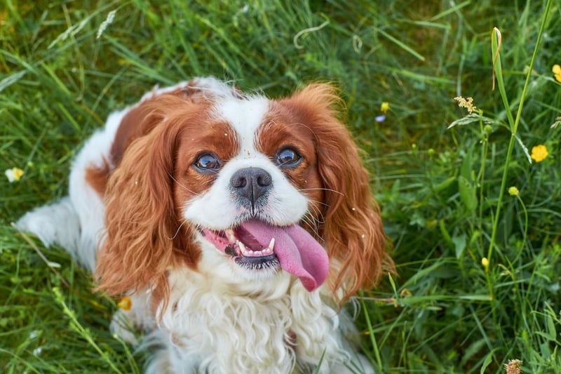 When it comes to the Cavalier King Charles Spaniel, the main motivation is an overriding eagerness to please its owners. Even if one of these beautiful dogs does have a wee nip, when it realises it has displeased its owners, it's unlikely to do it again.