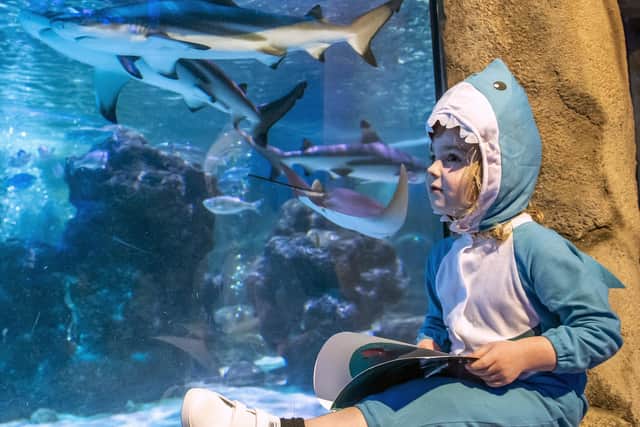 Ezra Cunliffe, aged four, reads his favourite shark book beside the shark tank  to mark World Book Day at SeaLife Blackpool. Picture date: Sunday February 26, 2023. Photo: Anthony Devlin