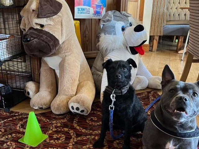 The cones are a great idea for visitors to be alerted to any anxious dogs. Red, orange, yellow, green, blue and purple all have different meanings for putting next to your pooch to let anyone else eating know whether your pet likes to be 'petted'! These codes for the cones are illustrated on laminated sheets around he pub.