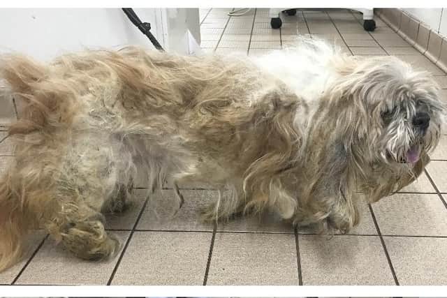 Then and Now - Jack's transformation after the RSPCA sheered off 1.5 kilograms of tangled fur from the 9-year-old Shih Tzu