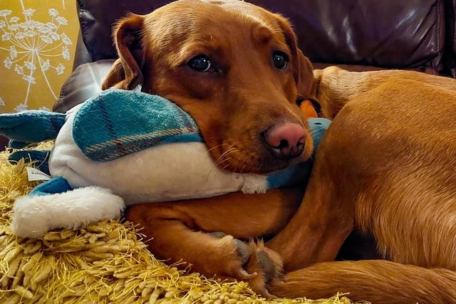 Puppy looks very relaxed with their toy