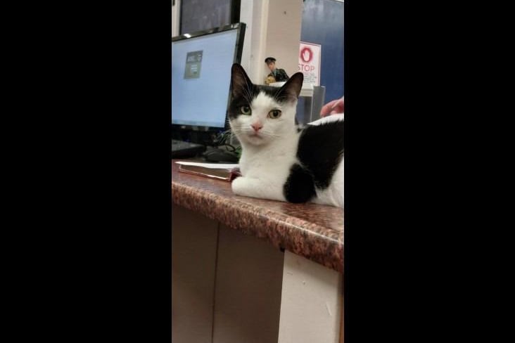 Holly is a 'sassy but sweet' black and white three-year-old domestic short hair who loves humans and wants to spend most of her time with us. She is a little shadow and will follow you everywhere, her favourite past time is to be cuddled up either in-between her people or on your lap. She is looking for a home where she is the only pet with children 5+.