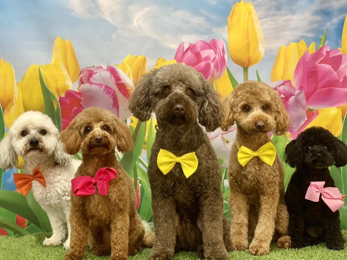 Dog groomers: The best grooming parlours to pamper your pets in Blackpool and the Fylde Coast - Vimarsana News