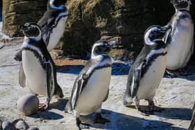 P-P-Pick up a penguin (not literally of course) at Blackpool Zoo