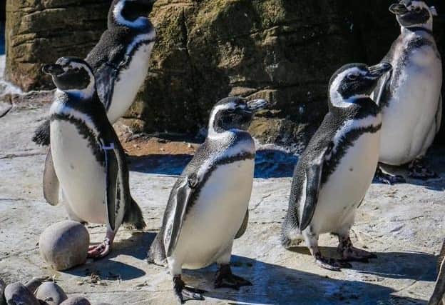 P-P-Pick up a penguin (not literally of course) at Blackpool Zoo