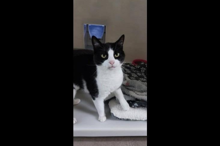 Say hello to lovely black and white domestic short hair Humbug. At eight years old this gorgeous girl is looking for her forever home to enjoy her retirement in. She will head bop you for a fuss and a stroke, and will even push herself against the brush whilst being groomed. She would suit a quiet home with another calm cat and savvy children aged 11+.