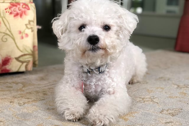 Bichon Frise had 7 mentions by experts