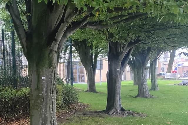 30,000 new trees will be planted in Lancashire