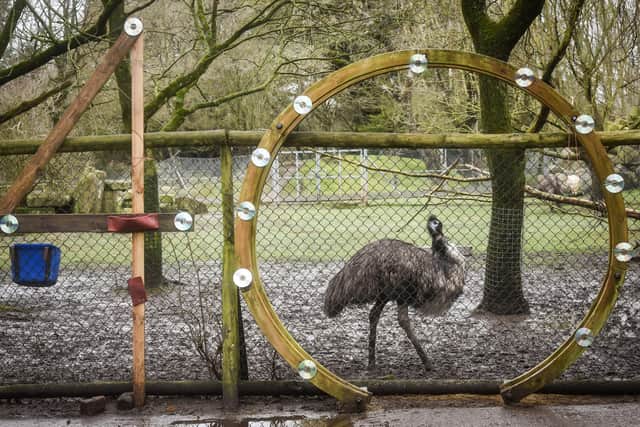 Happy 40th birthday to Ollie, one of the world's oldest emus.