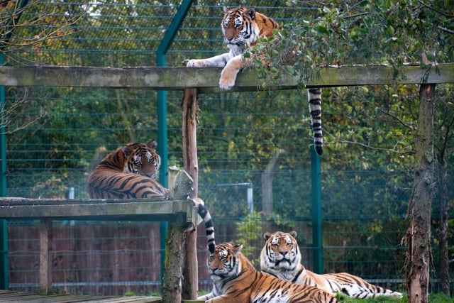 When an 18 stone tiger needed root canal treatment it required more than a simple visit from the vet dentist. A specialist team of ten was called upon to treat Blackpool Zoo’s Amur Tiger, Alyona, in a successful two-stage operation to treat and repair her four damaged canine (‘fang’) teeth. Alyona is pictured top with Radzi, Barney in front, and then Zambar