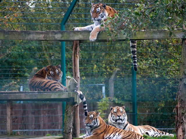 When an 18 stone tiger needed root canal treatment it required more than a simple visit from the vet dentist. A specialist team of ten was called upon to treat Blackpool Zoo’s Amur Tiger, Alyona, in a successful two-stage operation to treat and repair her four damaged canine (‘fang’) teeth. Alyona is pictured top with Radzi, Barney in front, and then Zambar