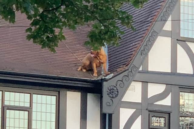 Concerned members of the public called 999 after spotting a dog exploring a roof in Cleveleys (Credit: Lancashire Police)