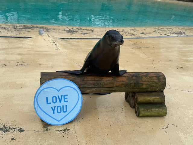 This sea lion has a special message for someone.