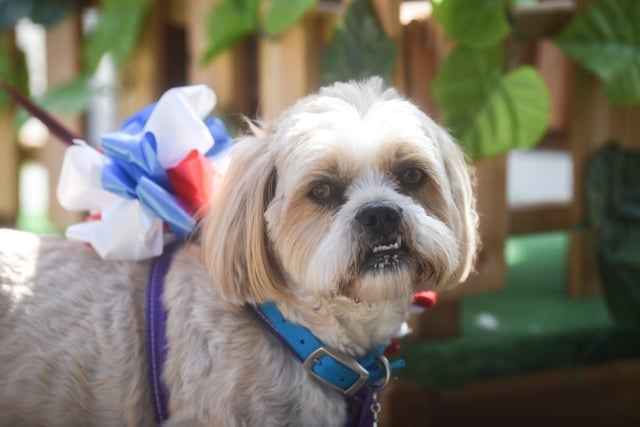 Louie  is all ready to celebrate the Queen's 70 years on the throne at the Stanley Park dog club Jubilee party.