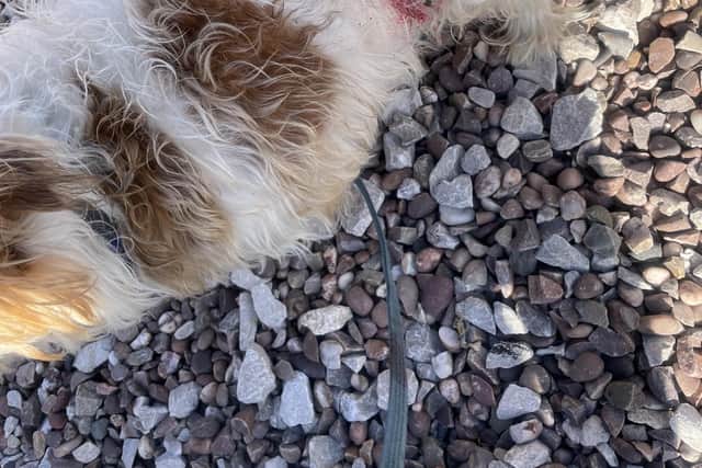 Scruffy’s fatal injuries. 