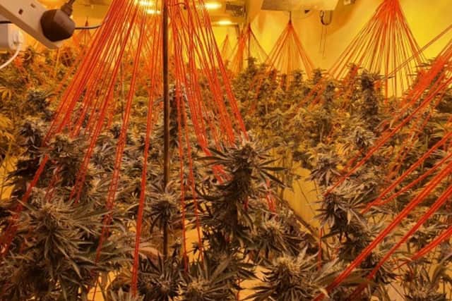 Officers discovered the farm after noticing a strong smell of cannabis in Victoria Street, Fleetwood (Credit: Lancashire Police)