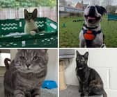 Meet some of the gorgeous animals currently residing at the RSPCA Preston branch that are desperate need of a loving home.
