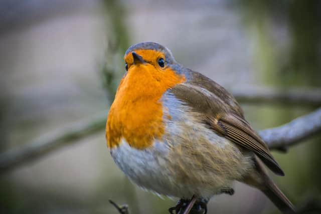 There are many ways that we can help wildlife to thrive - Animal News Agency