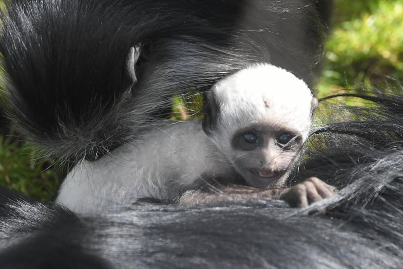 Newly-born King colobus monkey Charles at Blackpool Zoo