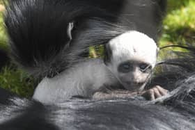 Newly-born King colobus monkey Charles at Blackpool Zoo