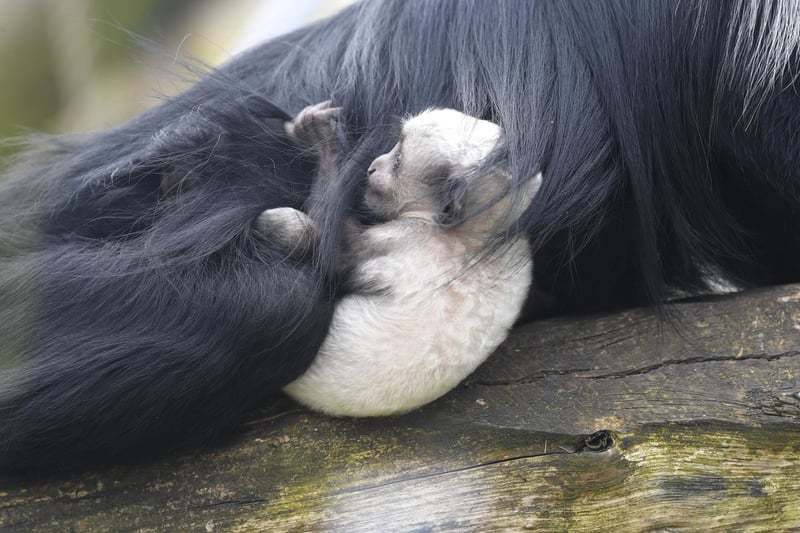 This other newly-born King colobus monkey at Blackpool Zoo is to be called Camilla if it is female