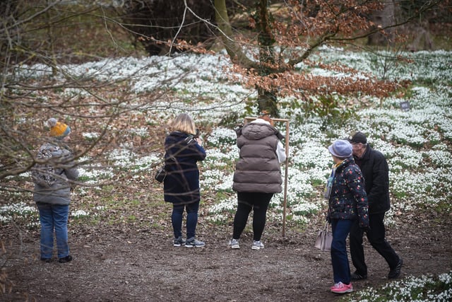 Visitors have been flocking to the Hall grounds to see the snowdrops.