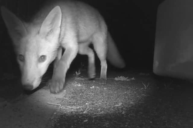 Wildlife has been captured on cameras at Squires Gate Railway Station