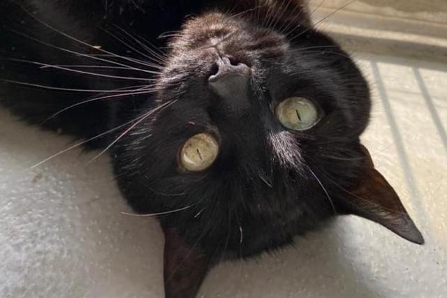 Lovely Charlie who was originally rehomed from the centre in 2018 has found herself back in our care after the death of her owner. She has taken a while to settle back into cattery life and tends to hide away until she is familiar with people, however once she gains confidence and with a tasty treat or two on offer, her extremely affectionate side starts to show itself.