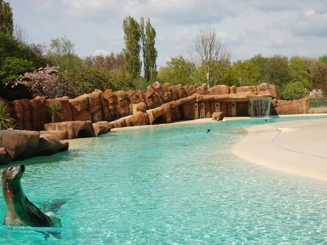 Active Oceans was completed in 2010 with the refurbishment of the sea lion pool, already the largest pool in the UK. The surround was naturalised and a 400-seater grandstand added. 
Huge glass windows allow superb viewing of the training routines performed several times a day.  A new breeding male called Max arrived from Madrid and settled in very well. Wallaby Walkabout opened and the animal department of the Children’s Zoo was being completely rebuilt. The zoo also welcomed the safe arrival of its first Western Lowland gorilla baby, Meisie.