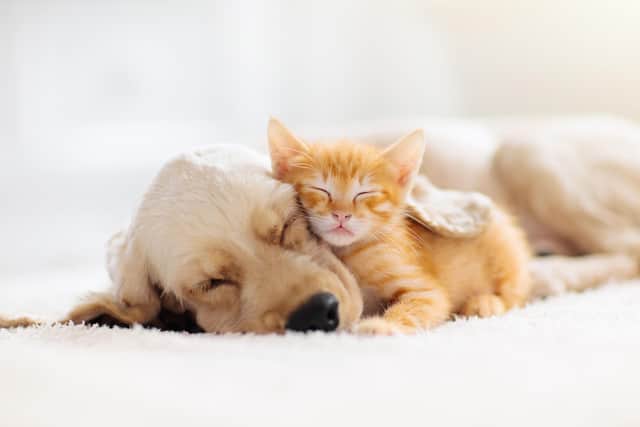 Pets bring much joy but can be expensive if they fall ill or are injured