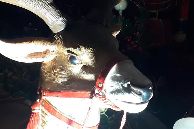 The splendid reindeer adds to the Christmas atmosphere