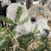 Lowlands Alpacas dine on old Christmas trees