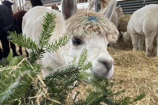 Lowlands Alpacas dine on old Christmas trees