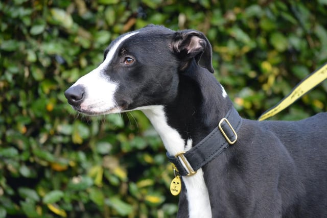 Collie Cross - female - aged 1-2. Kiera is a sweet girl who needs a fresh start after being found as a stray.