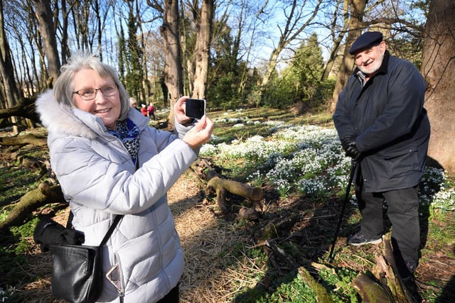 Ann Southern from the Headland, Hartlepool takes a photo of her husband John amongst the spring snowdrops.